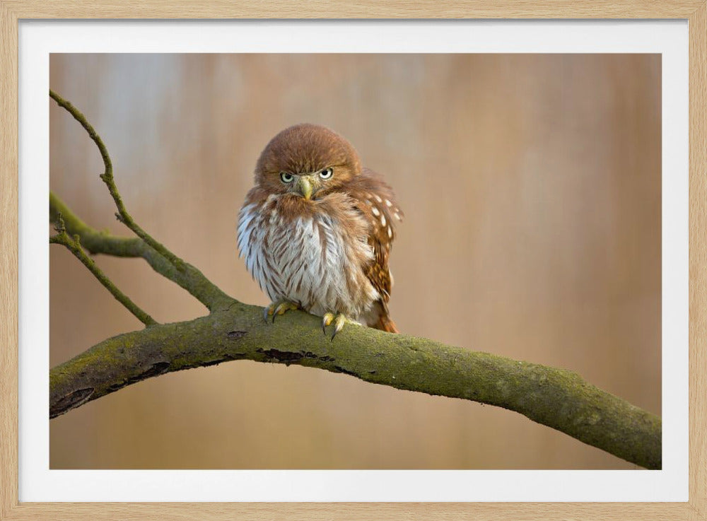 Ferruginous pygmy owl | Poster