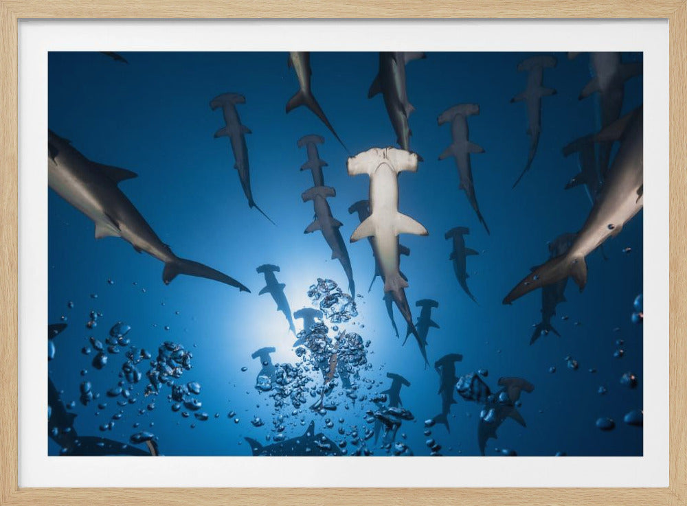 Hammerhead Shark | Poster