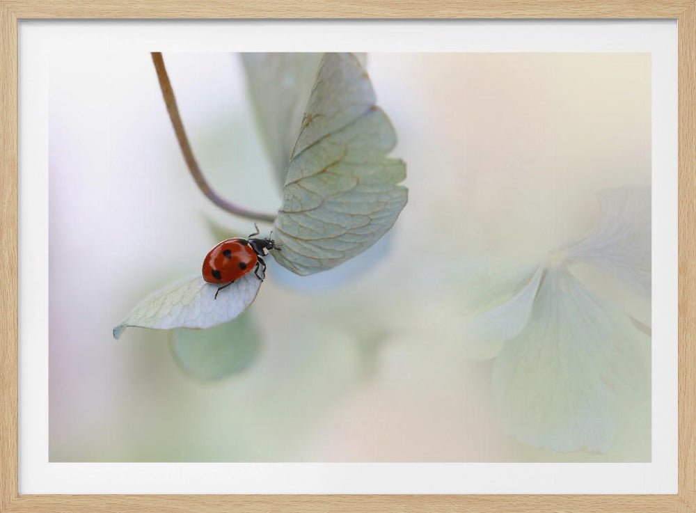 Ladybird on blue-green hydrangea | Poster