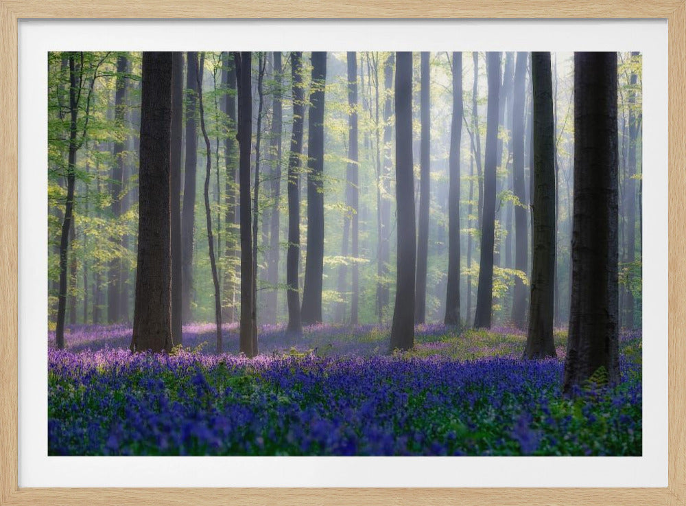 Bluebells | Poster