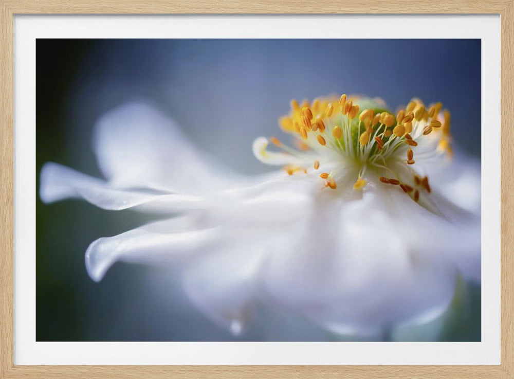 Anemone 1 | Poster