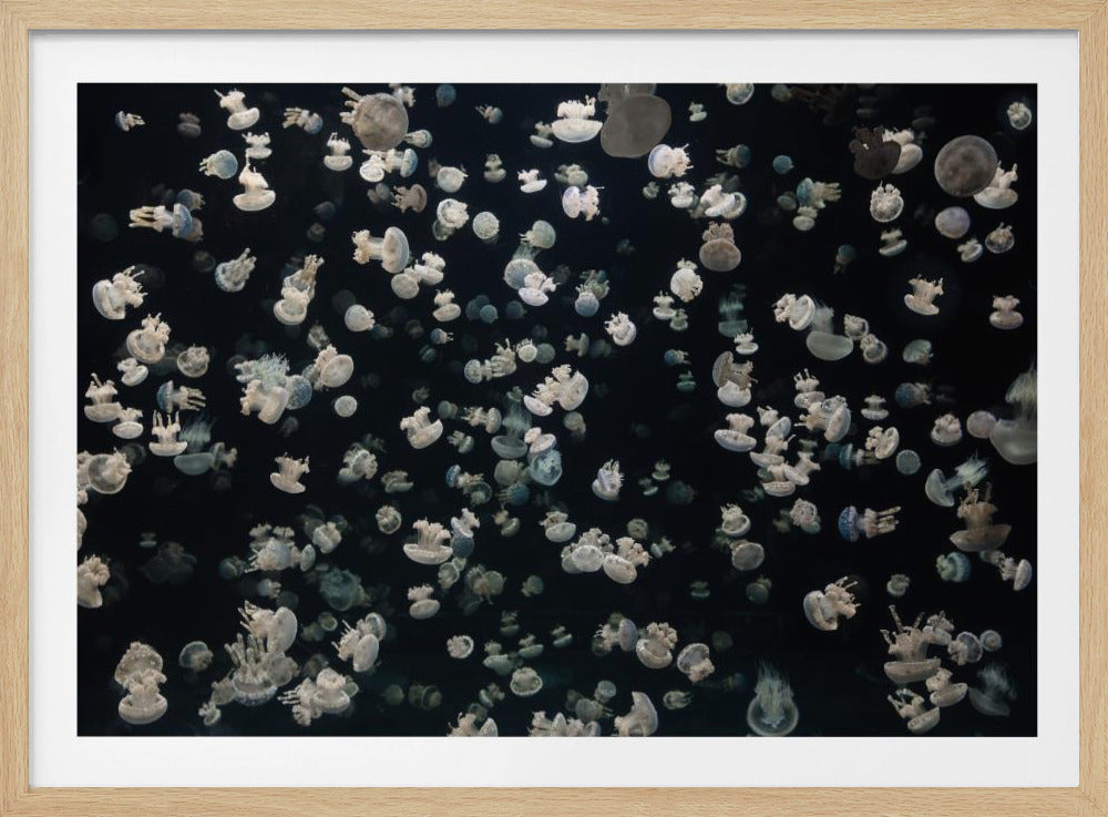 Just some Jellies | Poster