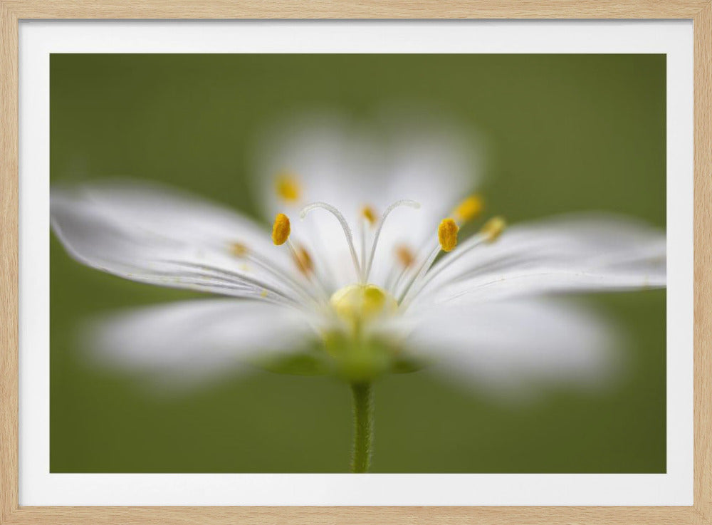 Softly Stitchwort | Poster