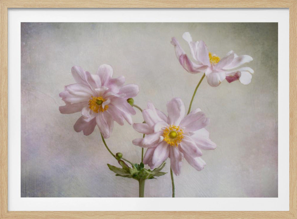 Anemones | Poster