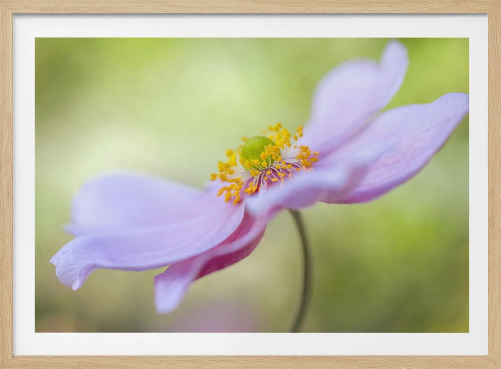 Japanese Anemone | Poster