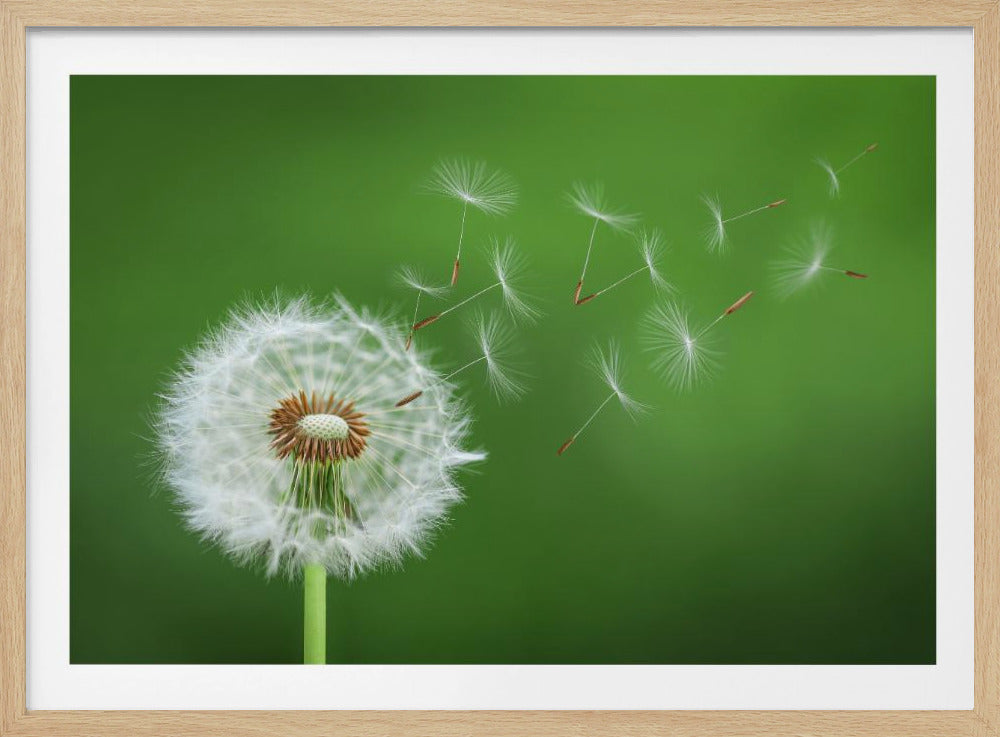 Dandelion Blowing | Poster