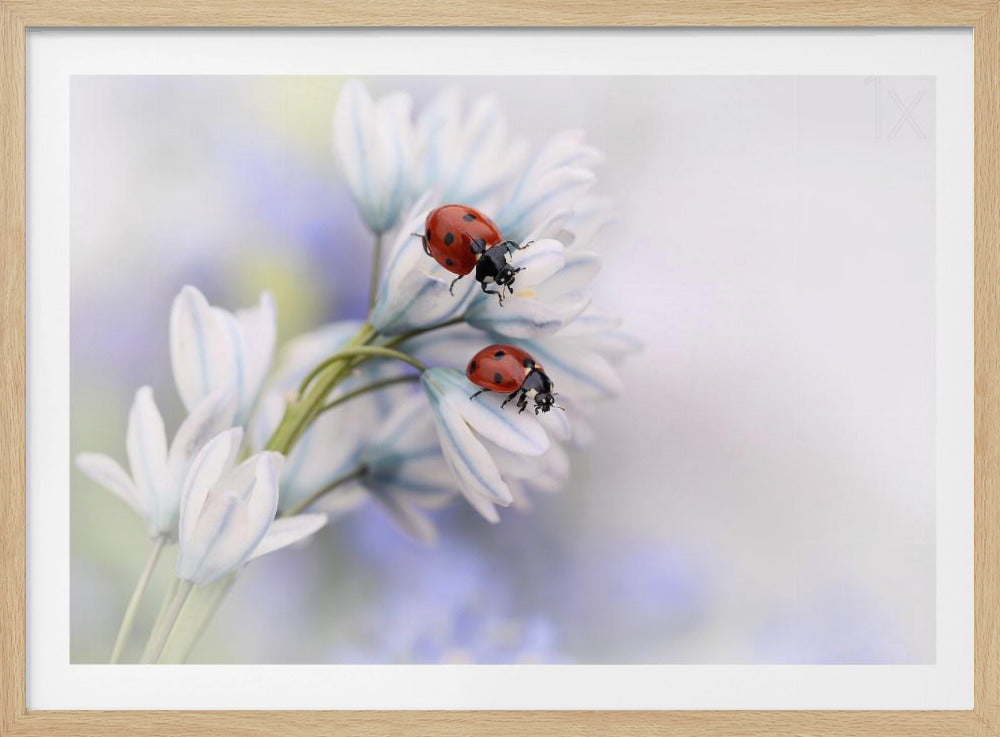 Ladybirds | Poster