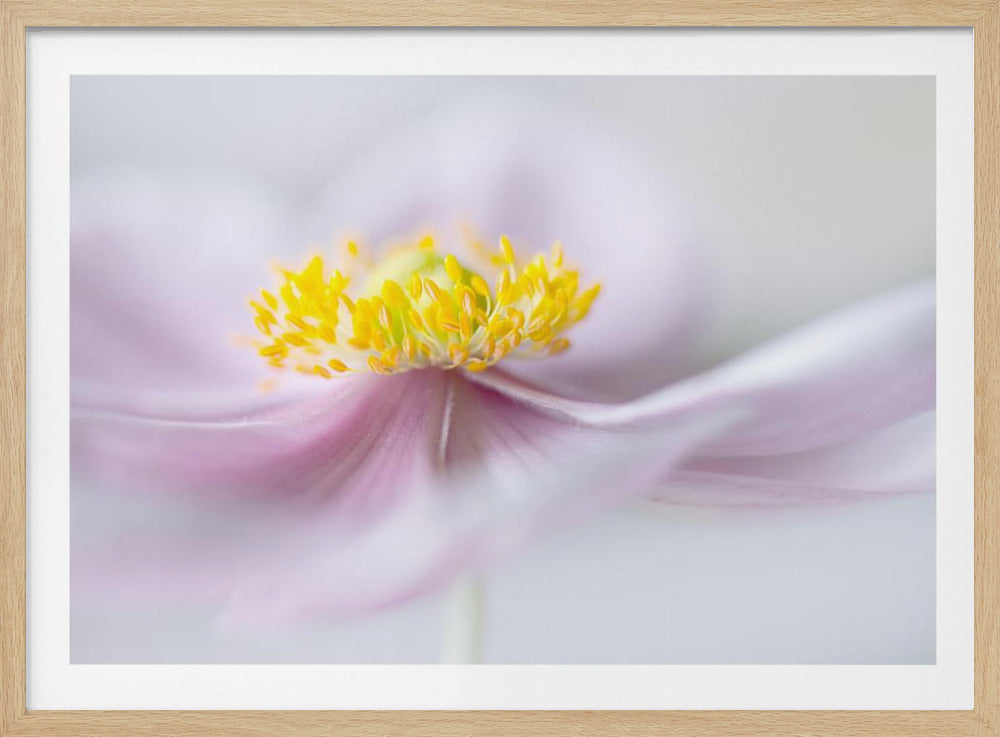Anemone | Poster