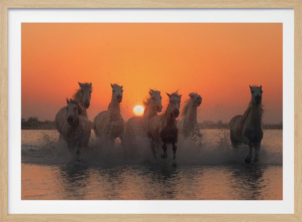 Sunset in Camargue | Poster