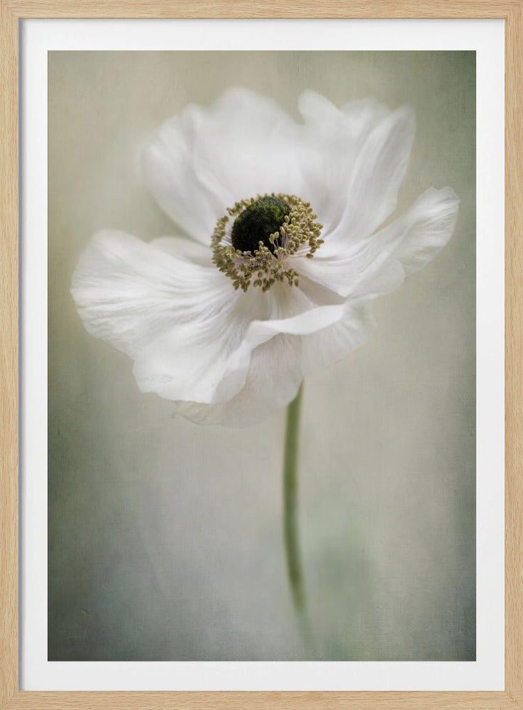 Single White | Poster