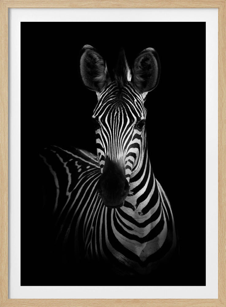 The Zebra | Poster