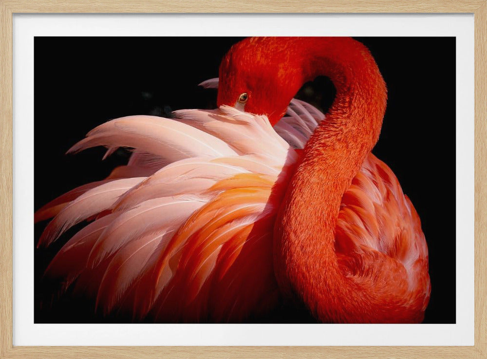 flamingo | Poster