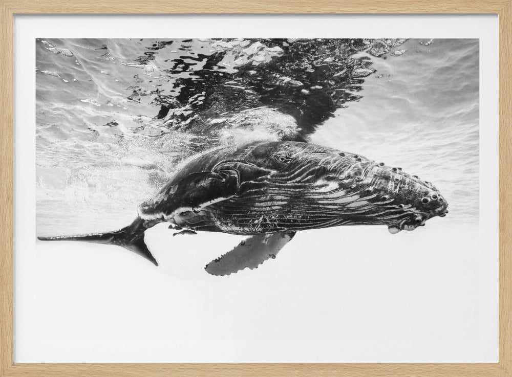 Humpback whale calf | Poster
