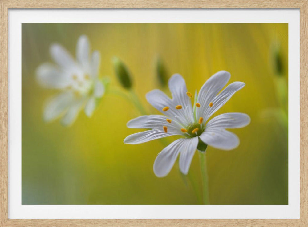 Stitchwort | Poster