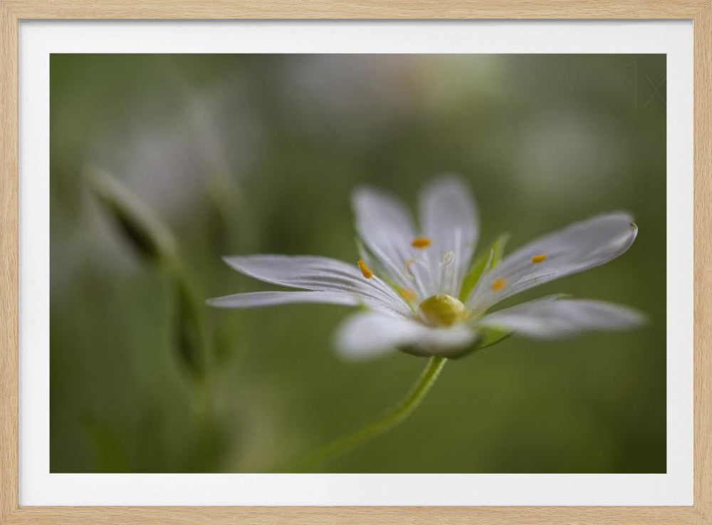 Stitchwort | Poster