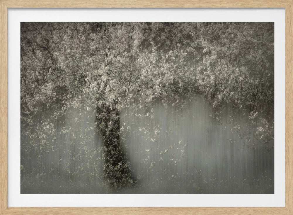 White blossom | Poster