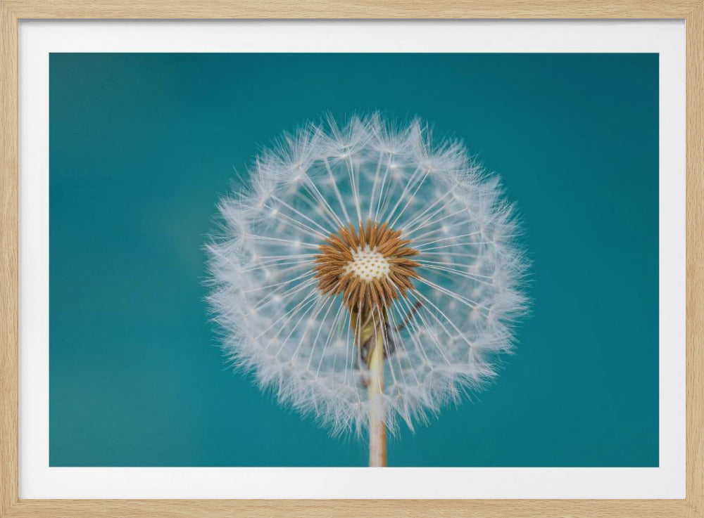 Dandelion | Poster