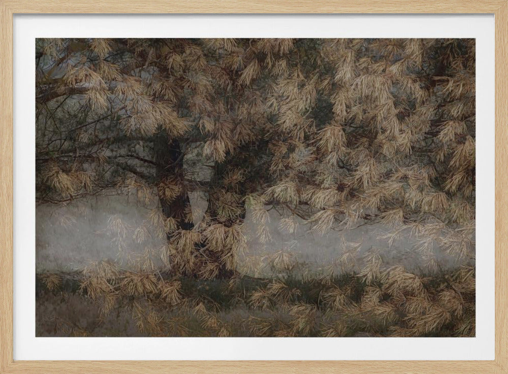 Pine tree | Poster