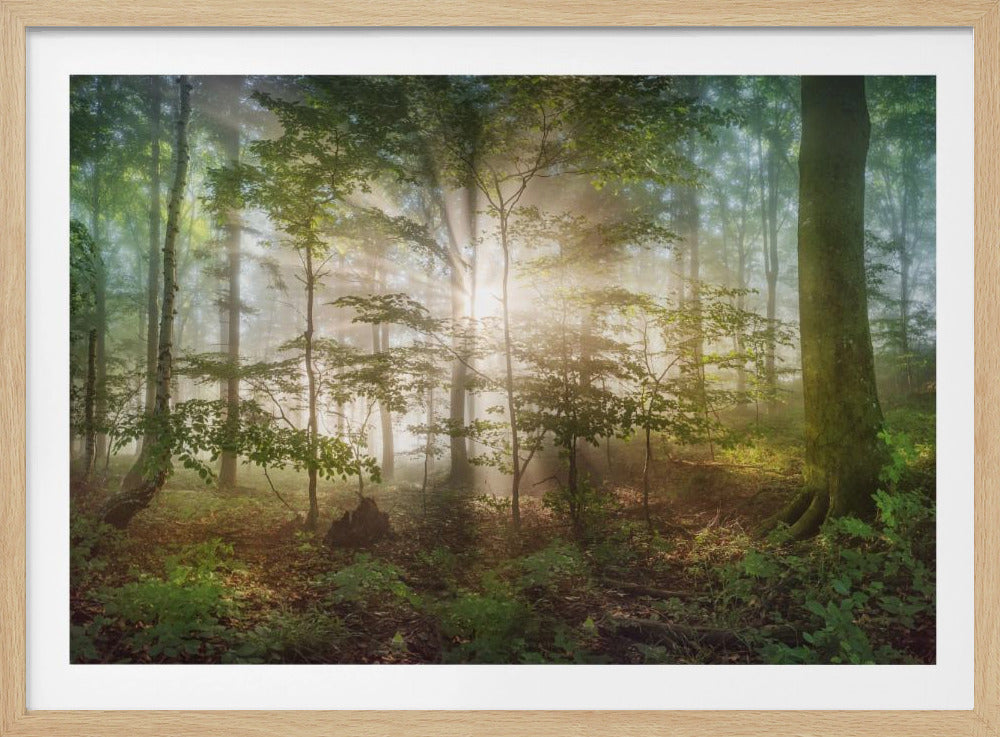 morning sun | Poster