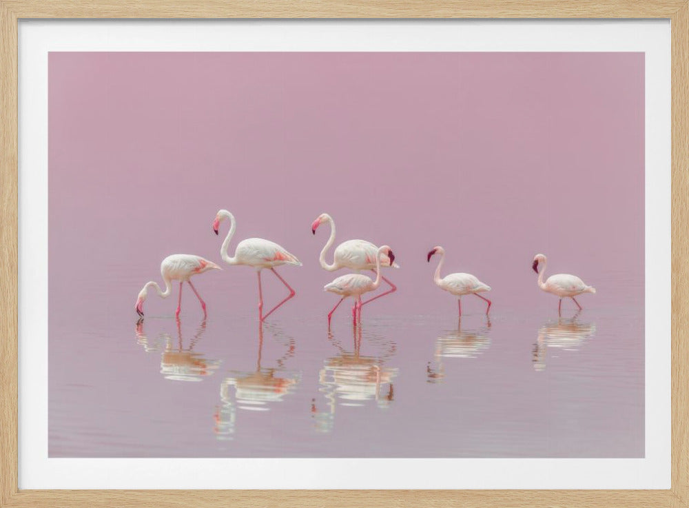 Flamingos | Poster