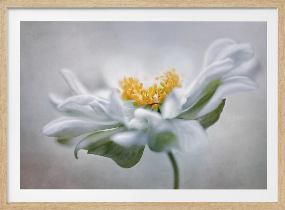 Anemone | Poster