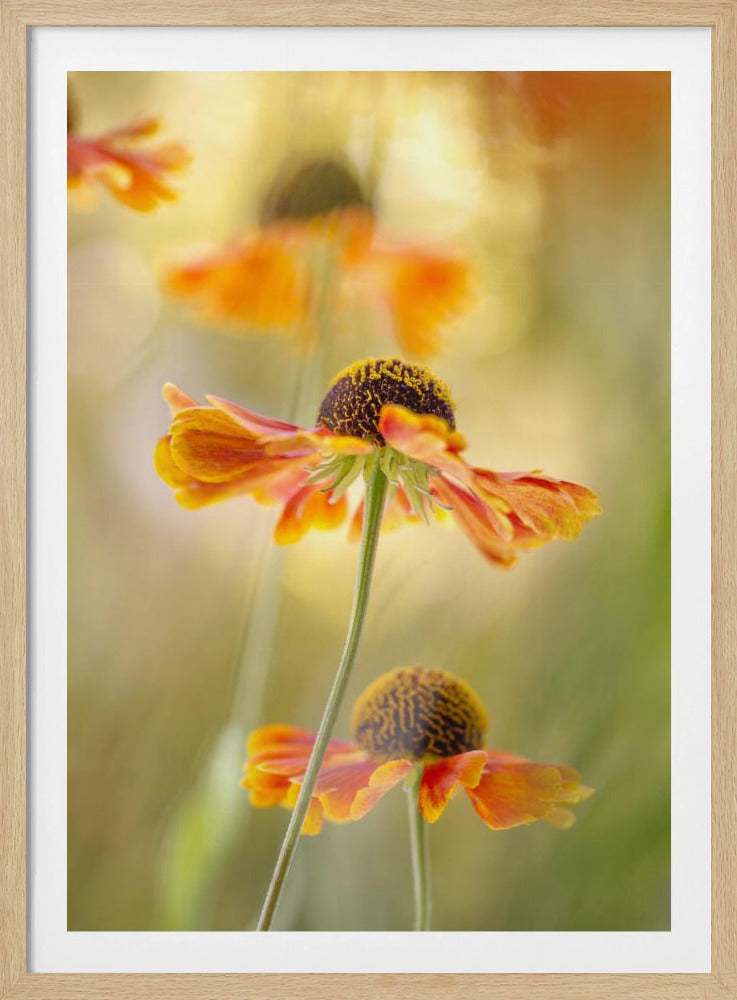 Helenium | Poster