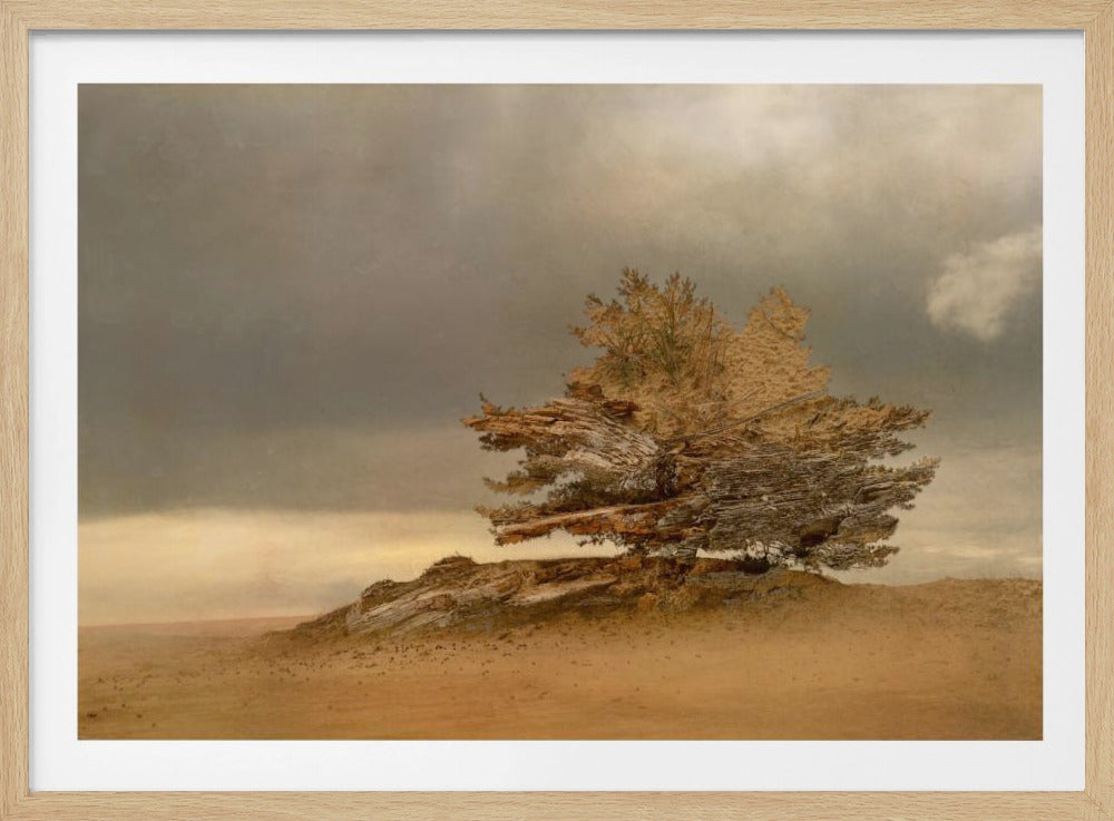 Pine and dunes | Poster