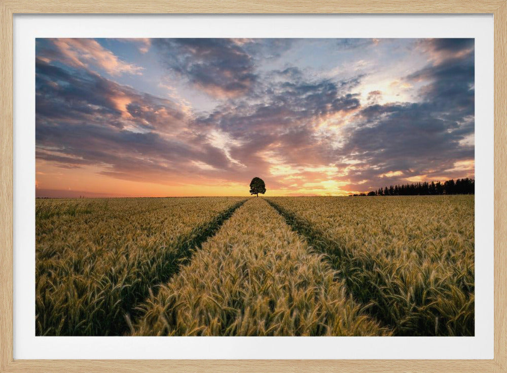 Field of dreams | Poster