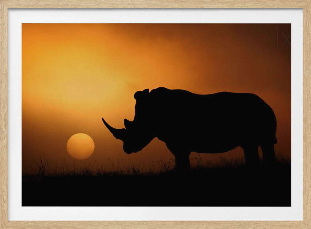 Rhino Sunrise | Poster