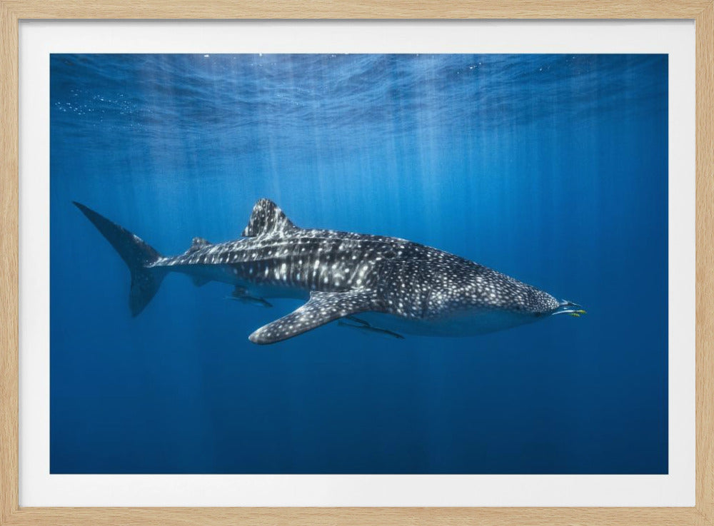 Whale shark in the blue | Poster