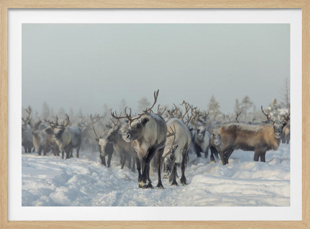Reindeers | Poster