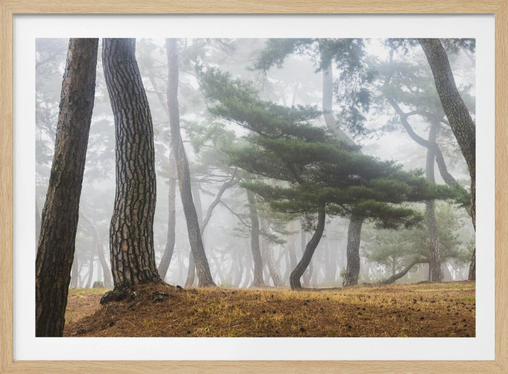 In The Misty Pine Forest | Poster
