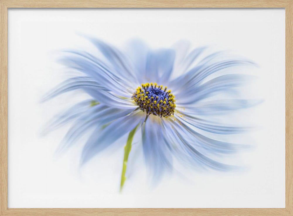 Daisy delight | Poster