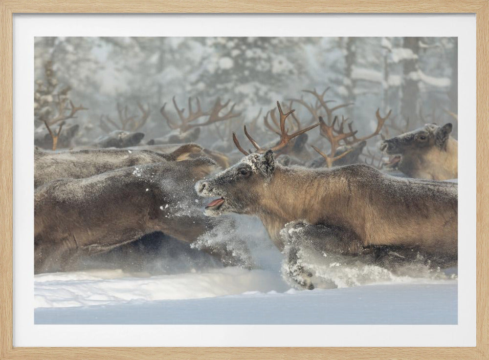 Reindeers III | Poster