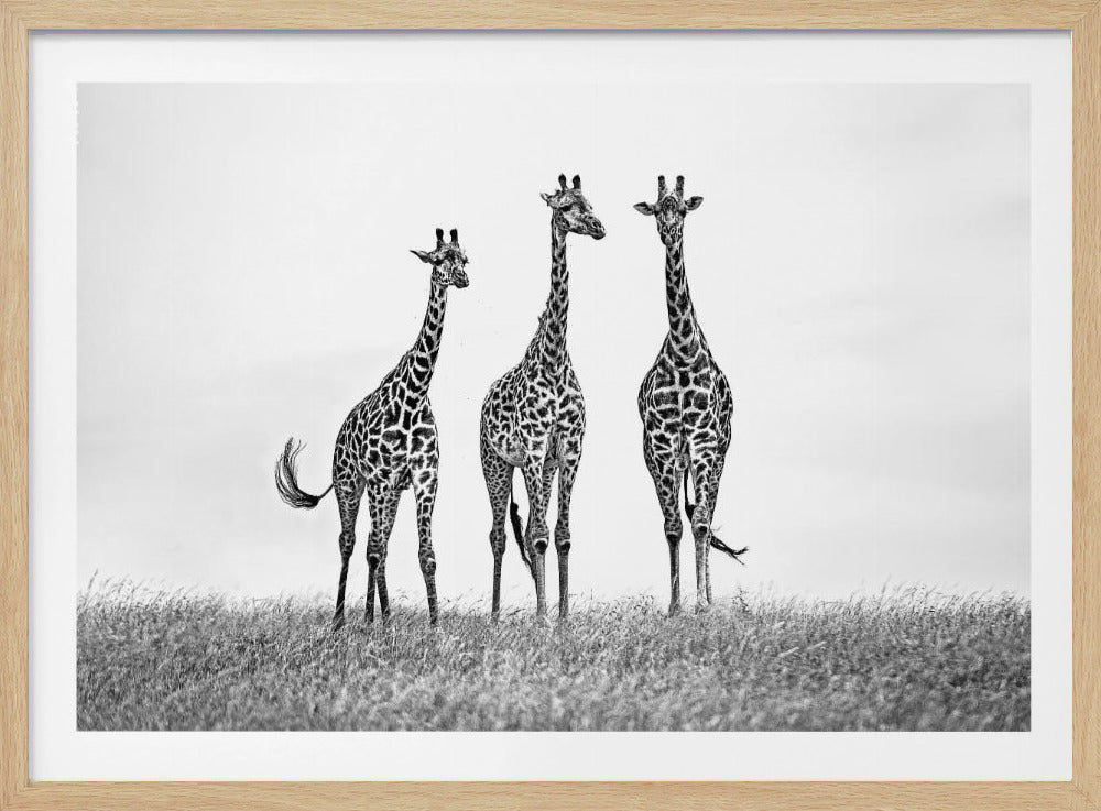 Giraffes in the Mara plains | Poster