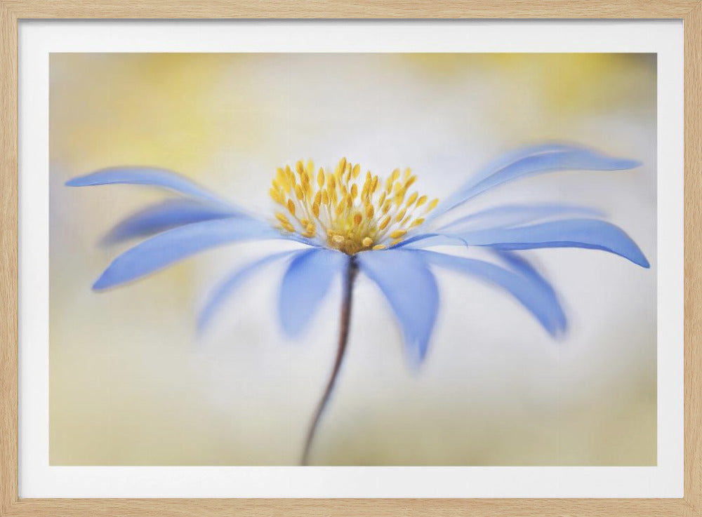 Anemone | Poster