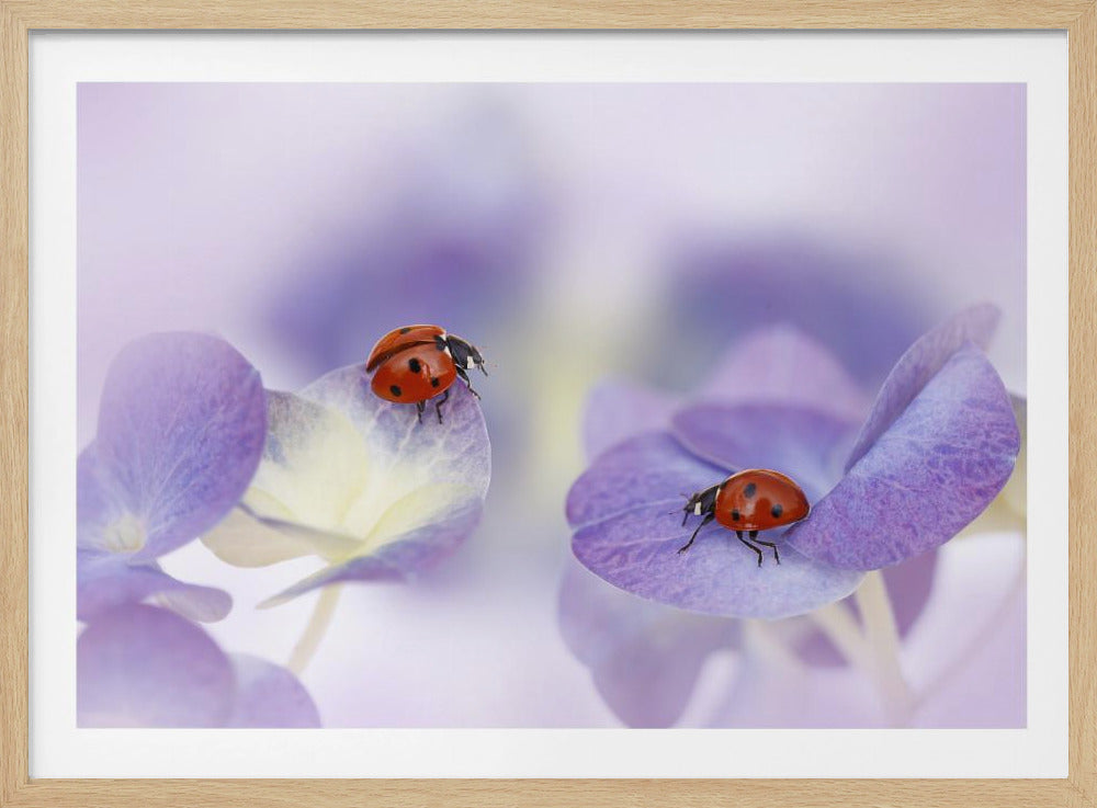 Red and purple | Poster