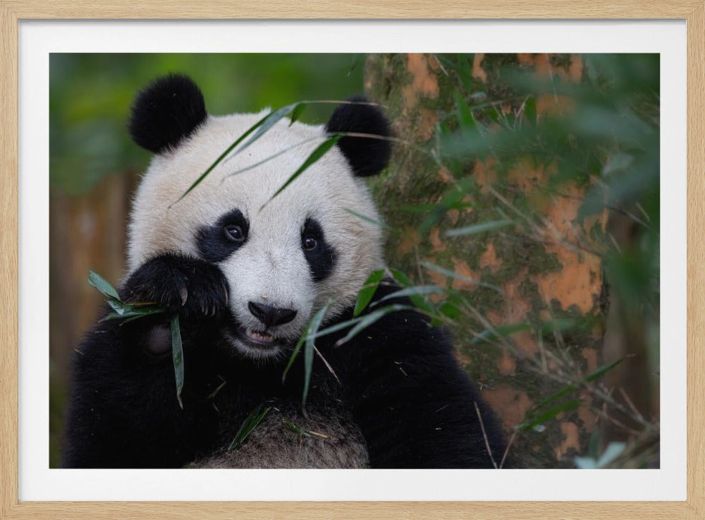 Bamboo Time | Poster