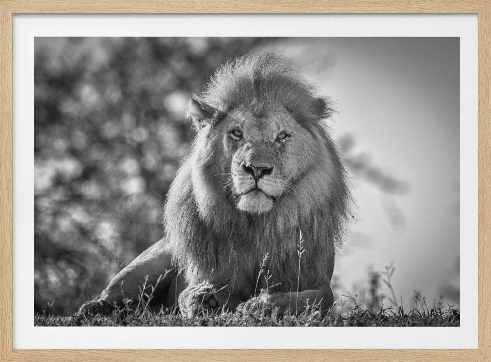 Monochromatic lion king | Poster