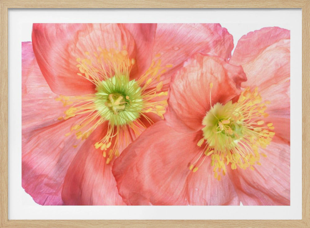Papaver | Poster