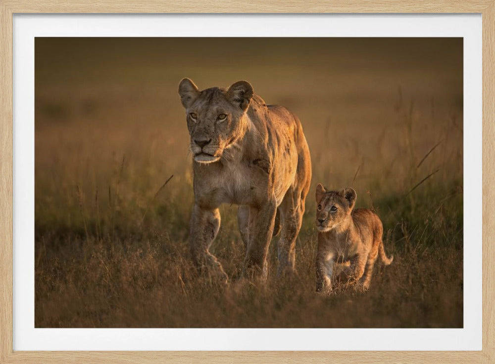 Mom lioness with cub | Poster