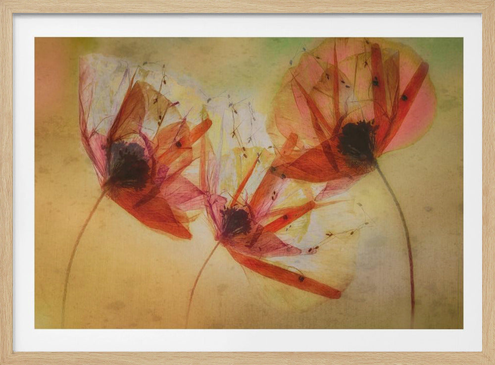 Poppy seeds | Poster