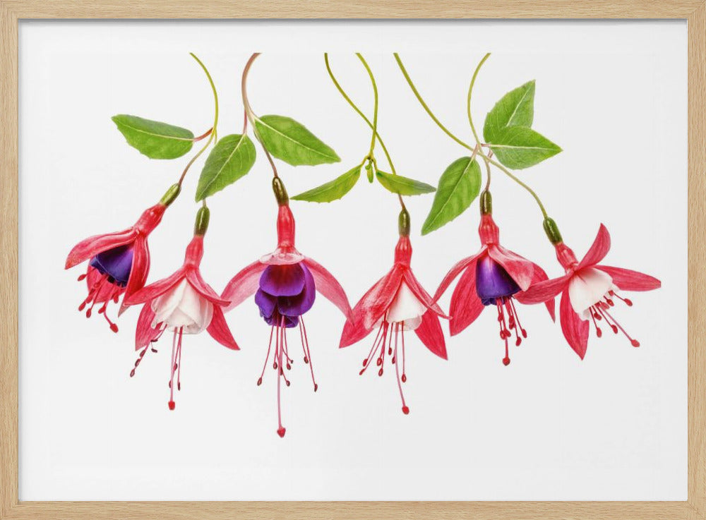 .Fuchsia. | Poster