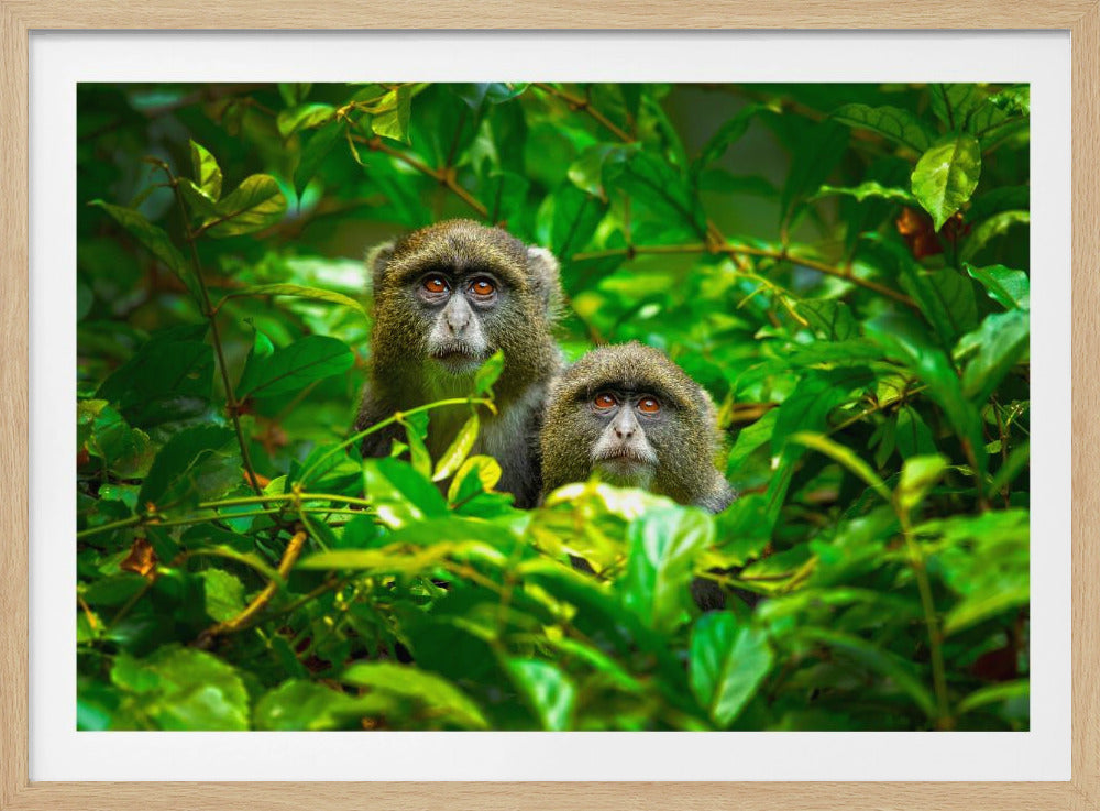 Blue Monkey | Poster