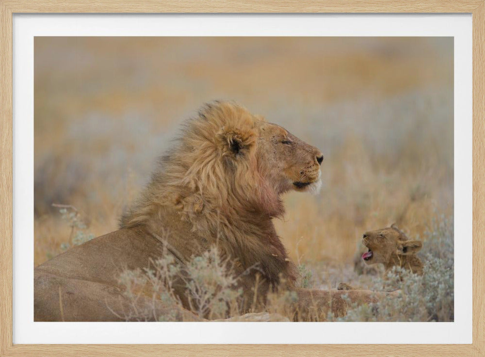 Male lion with cub | Poster