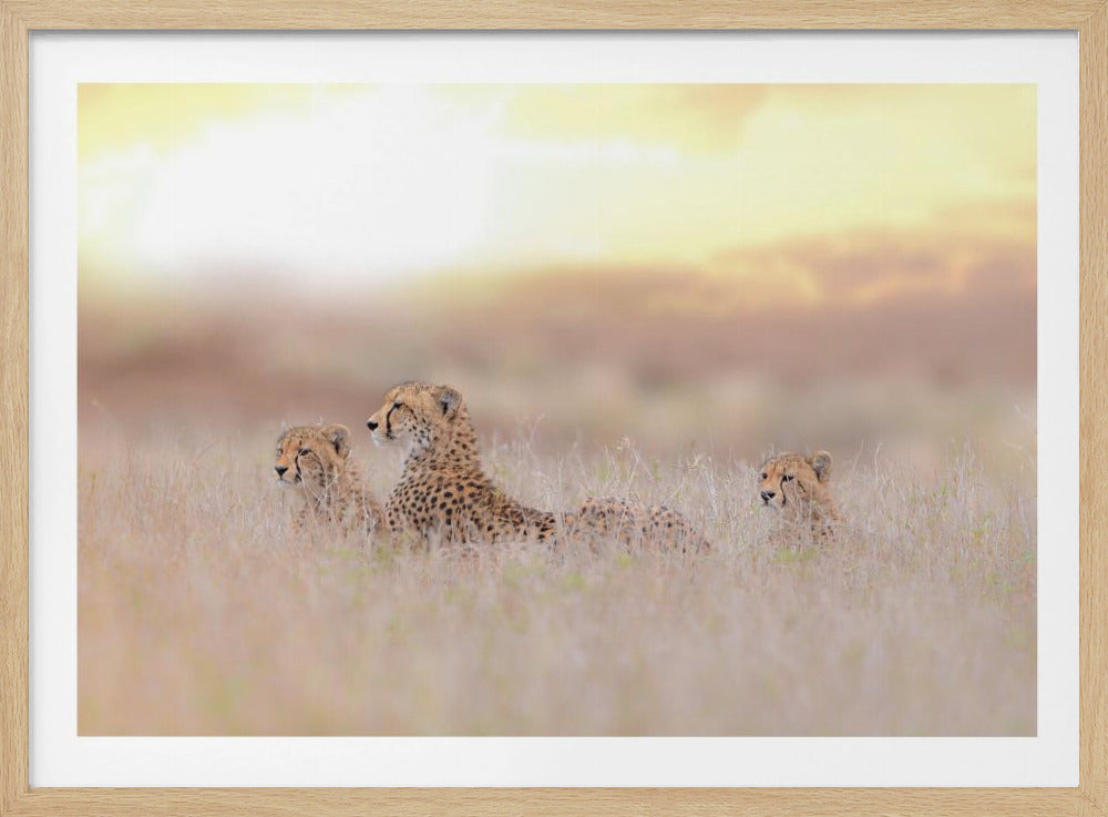Cheetah Family | Poster
