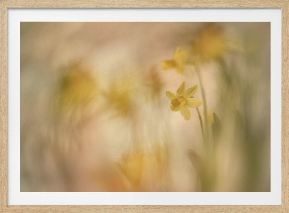 Daffodils | Poster