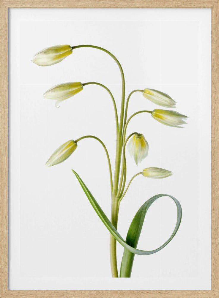 ~Tulipa Tarda~ | Poster