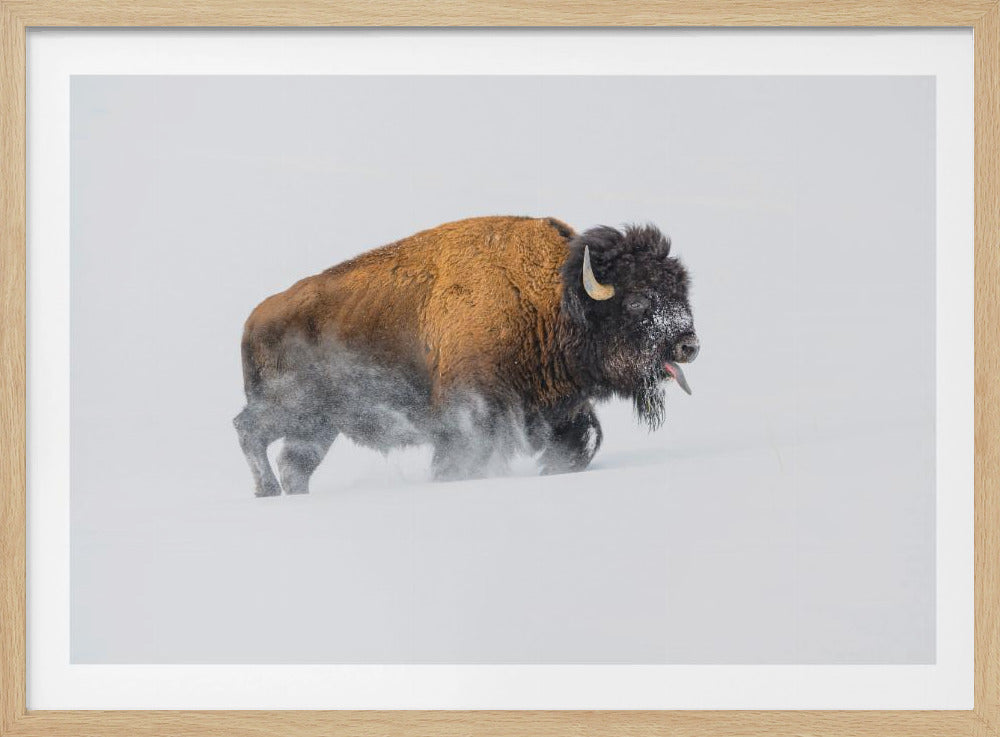 Bison in the Snow | Poster