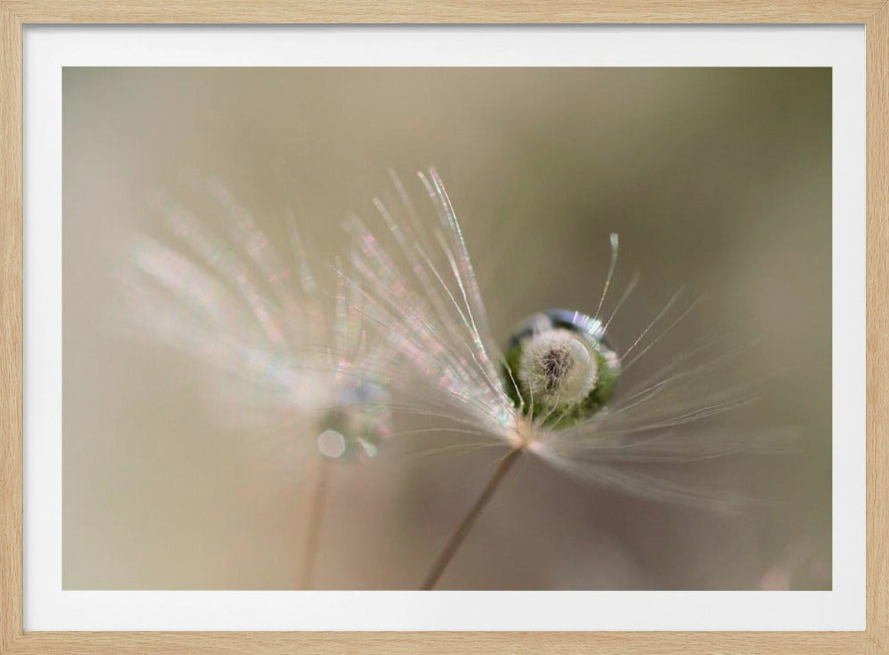 Star of dandelion | Poster